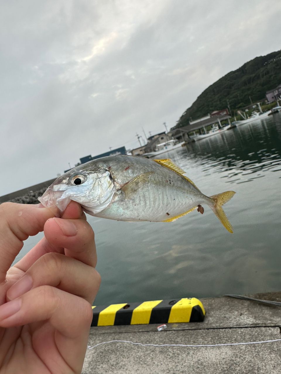 ショゴ