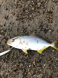 ショゴの釣果