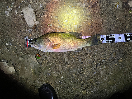 ブラックバスの釣果