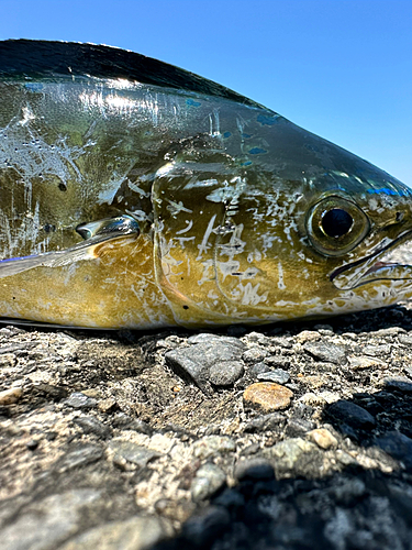 シイラの釣果