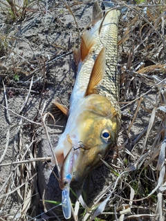 ニゴイの釣果