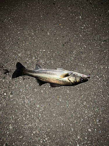 フッコ（マルスズキ）の釣果