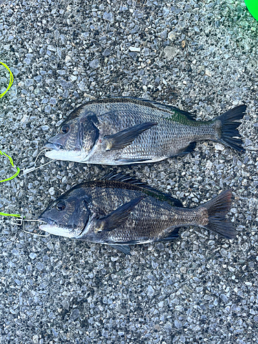 クロダイの釣果