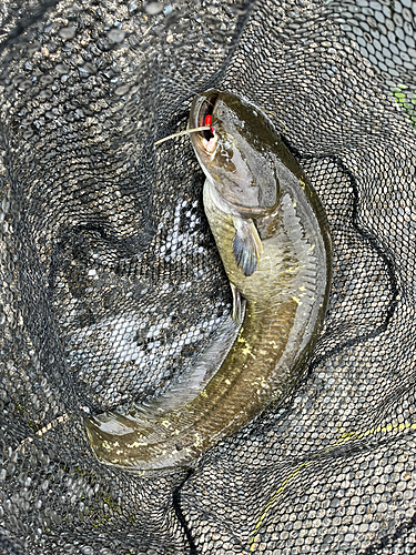 ナマズの釣果