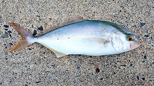 ショゴの釣果