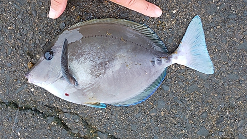 ニザダイの釣果