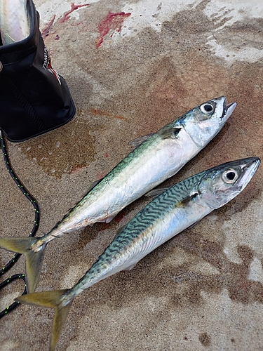 サバの釣果