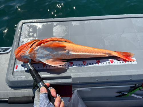 ホウボウの釣果