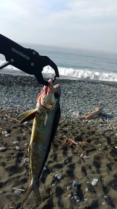 シイラの釣果