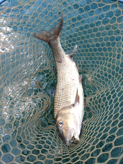 ニゴイの釣果