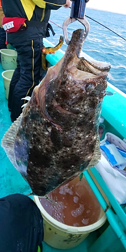 ヒラメの釣果