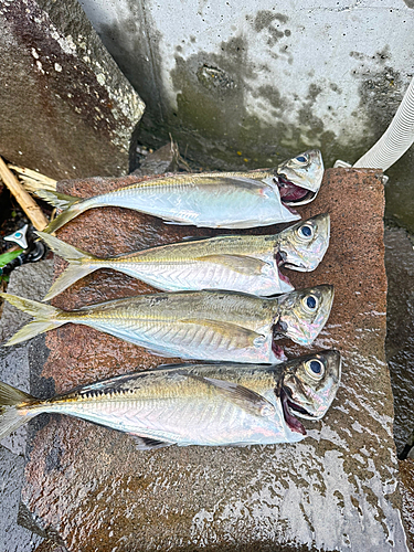 アジの釣果