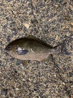 オナガグレの釣果