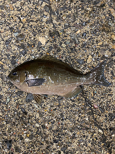 オナガグレの釣果