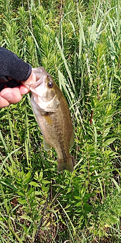 ラージマウスバスの釣果