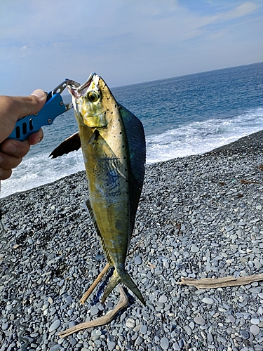 シイラの釣果