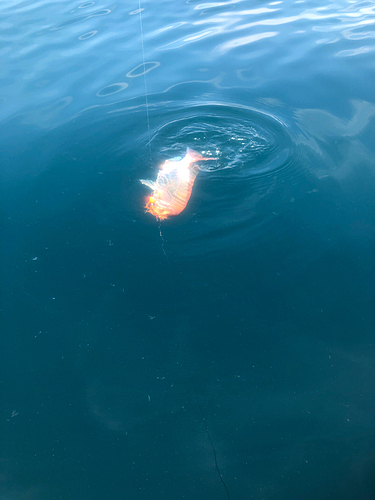 レンコダイの釣果