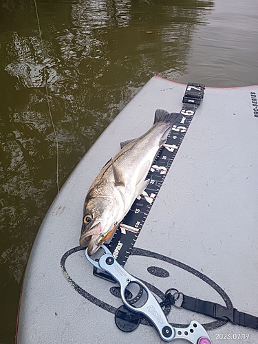 シーバスの釣果