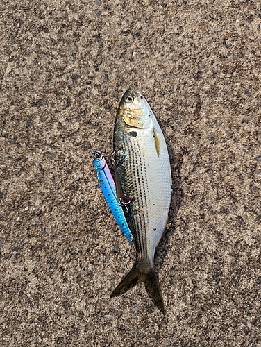 コノシロの釣果