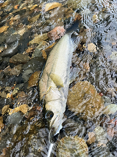 セイゴ（マルスズキ）の釣果