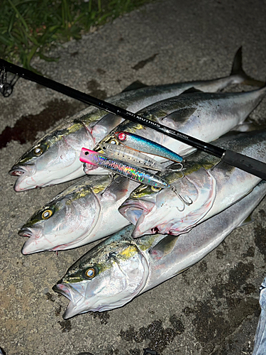 シーバスの釣果