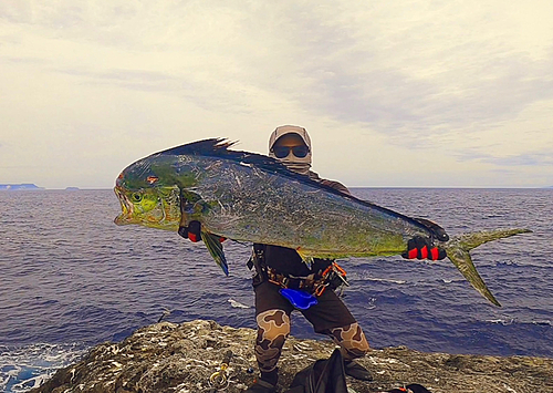 シイラの釣果