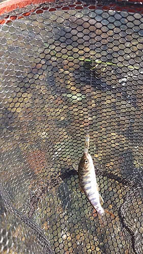 アマゴの釣果