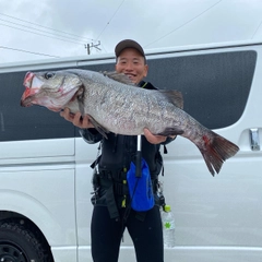 ヒラスズキの釣果