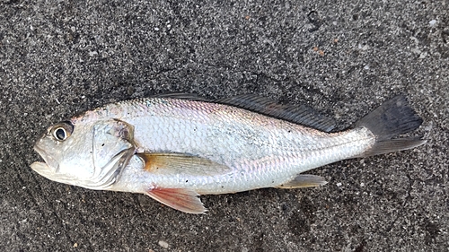 イシモチの釣果