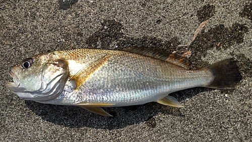 イシモチの釣果