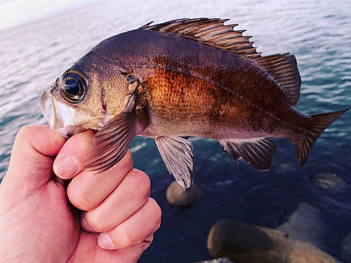 メバルの釣果