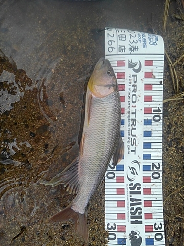 ケタバスの釣果