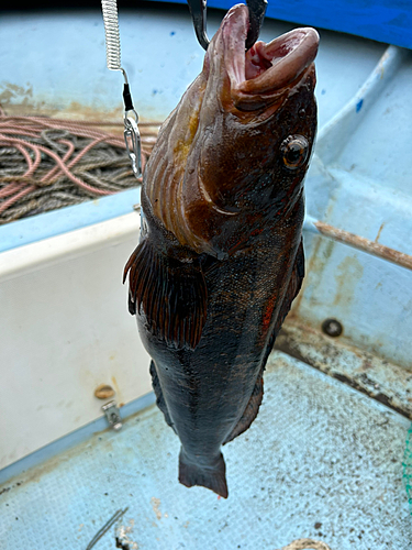 アイナメの釣果