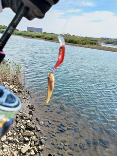 ハゼの釣果