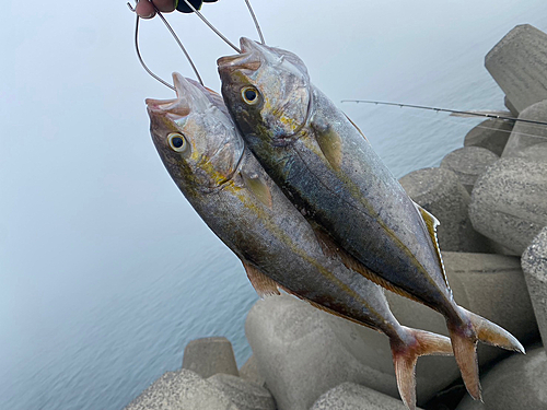 カンパチの釣果