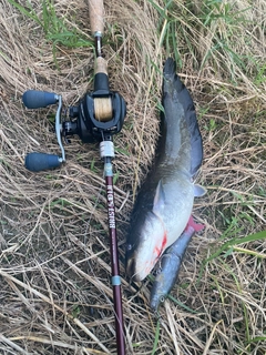 ナマズの釣果