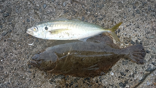 ヒラメの釣果