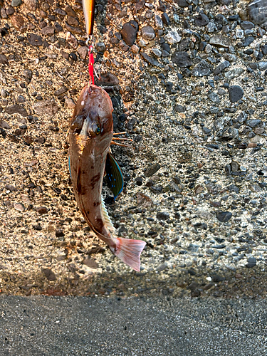 ホウボウの釣果