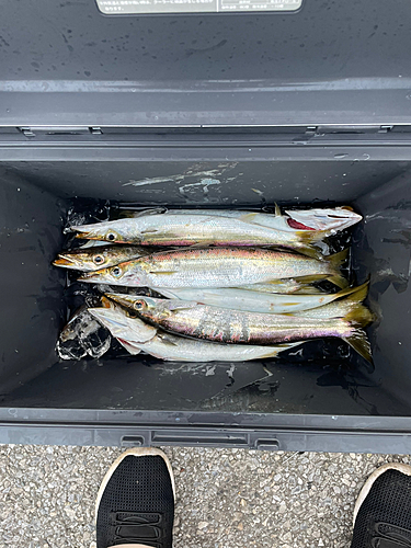 カマスの釣果