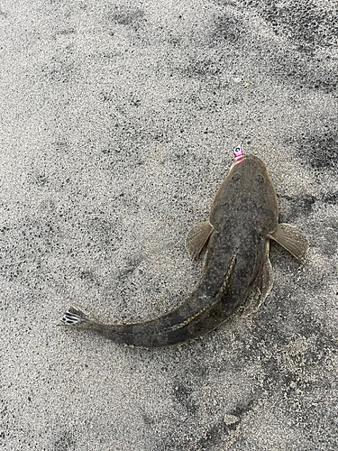 マゴチの釣果