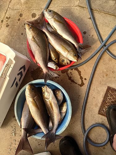 イサキの釣果