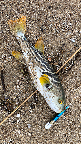 シマフグの釣果