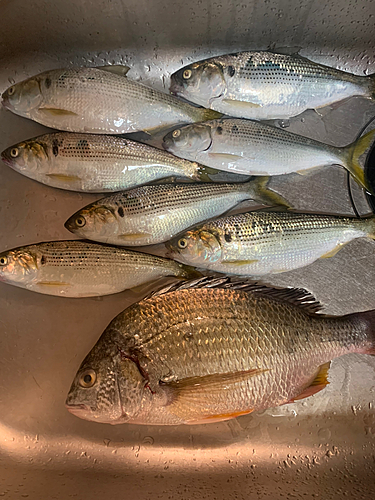 コノシロの釣果