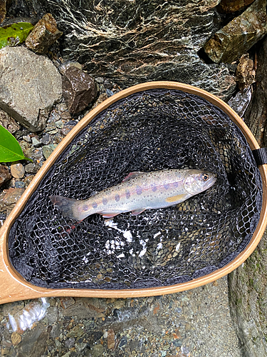 ヤマメの釣果