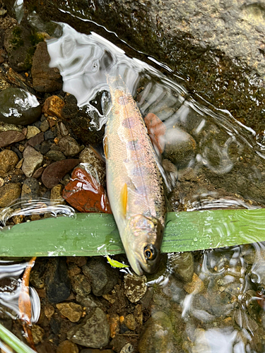 ヤマメの釣果