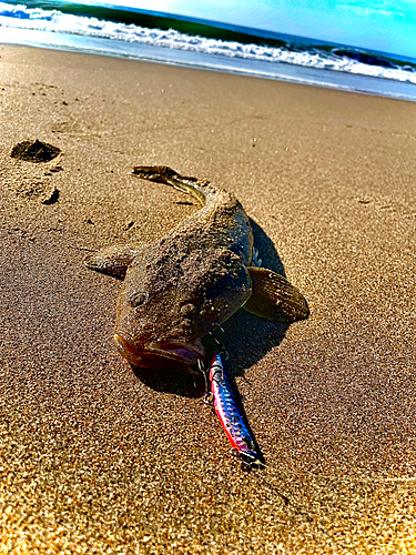 マゴチの釣果