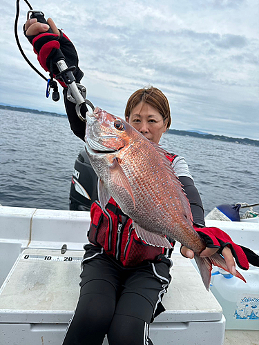 マダイの釣果