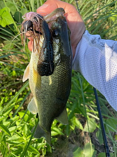 ブラックバスの釣果