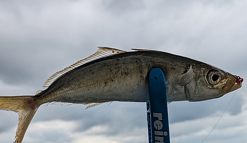 マルアジの釣果