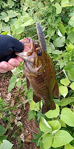 スモールマウスバスの釣果